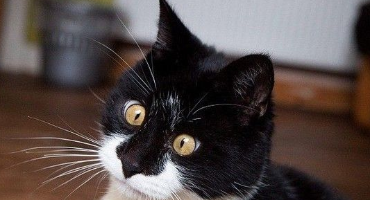 呆萌小猫摔伤变斗鸡眼 神奇的模样引起网友议论