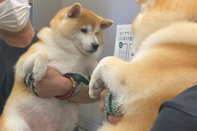 主人家怀着柴犬照镜子,它自身要不来了:只需我不看,我就不胖! 主人家怀着柴犬照镜子,它自身要不来了:只需我不看,我就不胖!