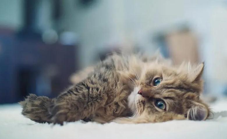 猫可不可以吃饼干 猫可不可以吃饼干