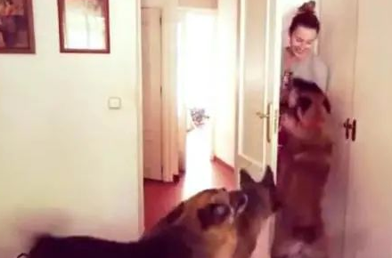 女主人藏在门后,狗狗找了三圈,鼻部嗅不上向往的生活! 女主人藏在门后,狗狗找了三圈,鼻部嗅不上向往的生活!