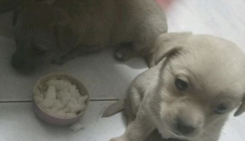 邻居说自身买的是拉布拉多犬，被别人取笑后拎起狗狗丢进了垃圾桶