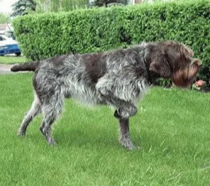 刚毛指示格里芬犬身上有虫子怎么办？需要打疫苗吗？
