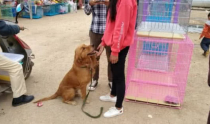 女生百般无奈要卖出金毛,听见女生讲出的价钱,过路人皆叹惋惜 女生百般无奈要卖出金毛,听见女生讲出的价钱,过路人皆叹惋惜