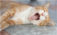 猫咪呼吸比较急促但是身体状态很好