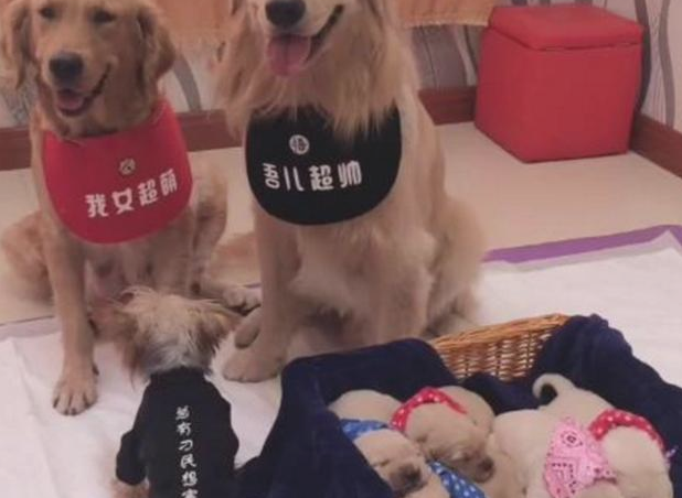 主人家让金毛狗狗做选择媳妇小孩在其中一个送礼金毛狗狗竟然作出这类行为