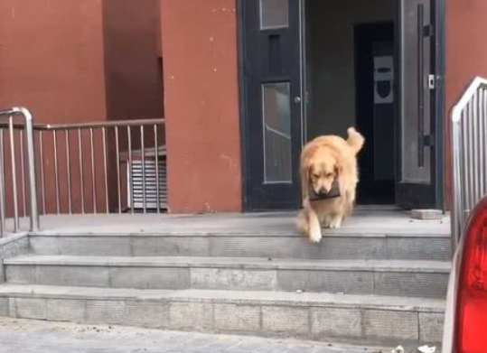 主人家让金毛狗狗帮助拿药，没想金毛狗狗却买来这物，主人家差点哭晕在厕所
