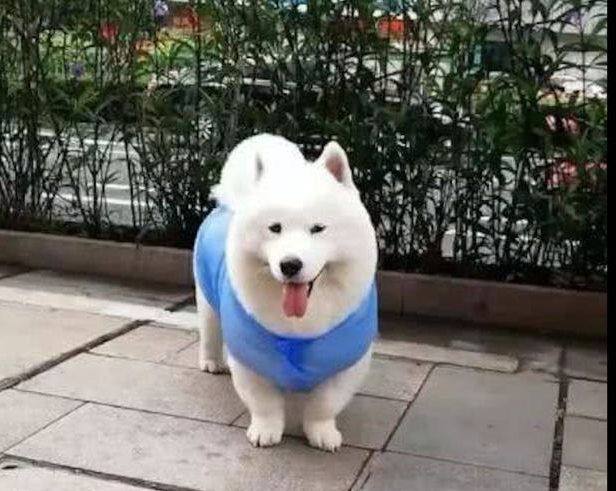 一只狗狗在马路边拍照,还以为是只萨摩耶,见到它的个子后我笑了!