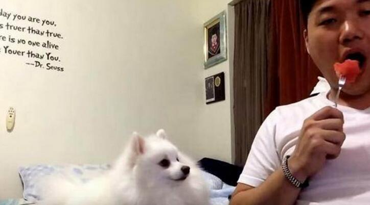 主人用叉子吃西瓜，狗狗却偷看主人手里的甜瓜