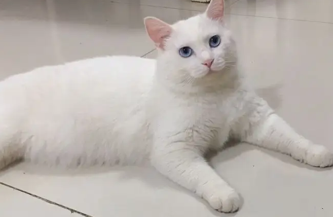 狮子猫颜值高毛发厚密,为何现在养的人很少? 狮子猫颜值高毛发厚密,为何现在养的人很少?