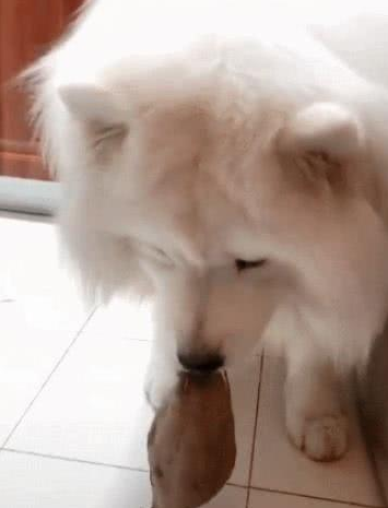 狗狗偷食被主人逮到，装萌解决难堪，“我是因为先让你尝一尝味儿”