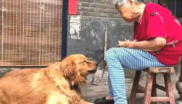 送金毛给家中老人为伴，不经意见到这一界面，主人猛然一把辛酸泪