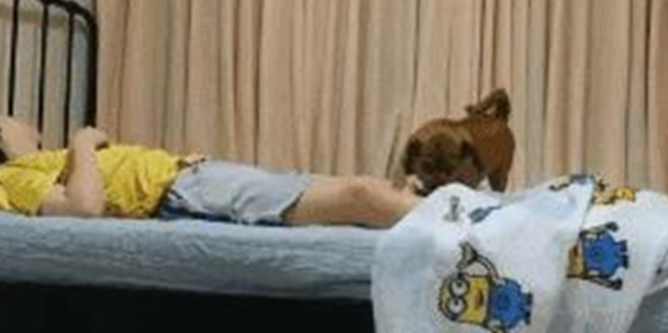 狗狗睡到一半起來帮主人盖厚,网民:听话的狗狗都他人家的! 狗狗睡到一半起來帮主人盖厚,网民:听话的狗狗都他人家的!