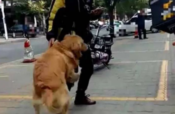铲屎官常常点外卖，金毛走在路上认出来外卖小哥，兴奋便是一顿猛扑