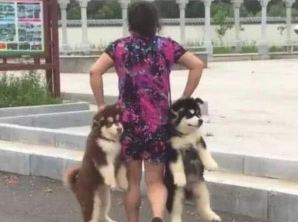 二哈兄弟偷溜外出,奶奶找后一手一个,巾帼不让须眉 二哈兄弟偷溜外出,奶奶找后一手一个,巾帼不让须眉