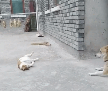 大橘猫碰瓷党小土狗,橘猫:你撞倒我了 大橘猫碰瓷党小土狗,橘猫:你撞倒我了