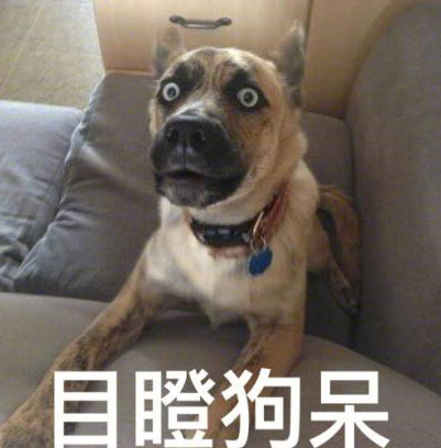 哈士奇带坏金毛撕家见到生活阳台被吞没了的主人急得大喊:这狗不要了 哈士奇带坏金毛撕家见到生活阳台被吞没了的主人急得大喊:这狗不要了