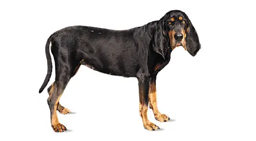 黑褐猎浣熊犬上厕所训练方法,不知道的赶紧看看! 黑褐猎浣熊犬上厕所训练方法,不知道的赶紧看看!