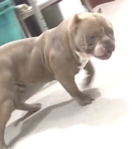 主人新买来个狗狗喂养器,結果给家中的恶霸犬吓傻了! 主人新买来个狗狗喂养器,結果给家中的恶霸犬吓傻了!