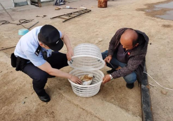 渔民海里捡到“小黄鸭”竟是国家二级保护动物