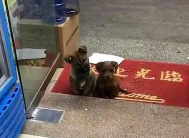 狗狗带弟兄来商店讨食，还积极帮助看家，商店老板：我认栽了