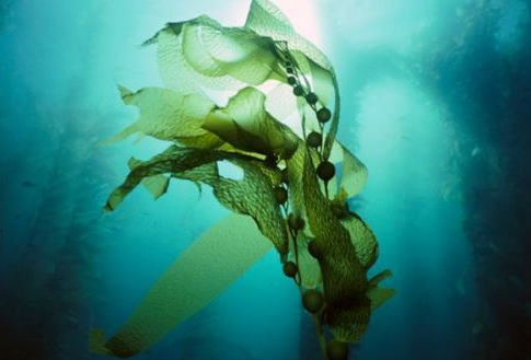 猫大圣天然猫粮真的可以美毛吗？ 