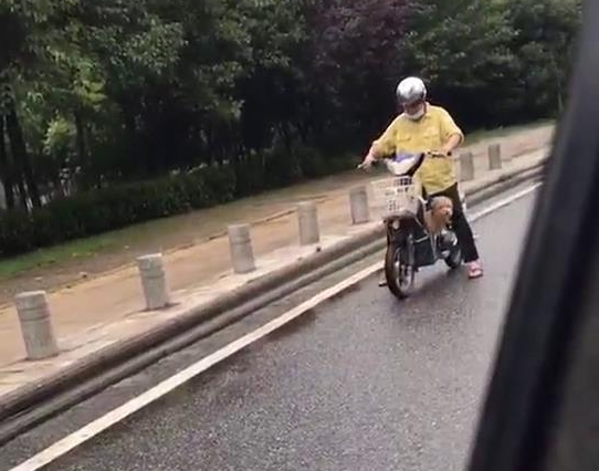 狗狗从电瓶车上没了出来，狂追了一公里才追赶主人，差点儿跑咽气