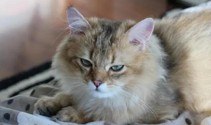 猫咪吃完东西就都吐出来是什么原因