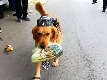 金毛一身潮流趋势穿着打扮,跟随主人一起外出,一瞬间变成全街的聚焦点
