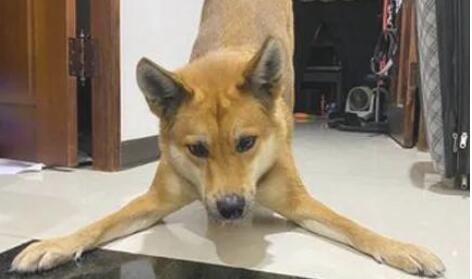 狗狗12点晚上不睡觉爽玩出轨,主人一看傻眼了 狗狗12点晚上不睡觉爽玩出轨,主人一看傻眼了