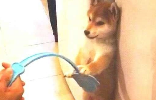 柴犬犯错误被罚站，刚取出苍蝇拍教训，汪：谦谦君子动嘴不动手