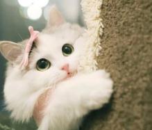 猫眼角白色的肉跑出来了是什么原因