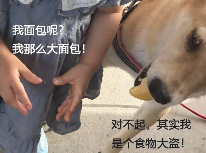 狗狗激情跑去和小姑娘亲密接触，可下一秒...卑劣汪！