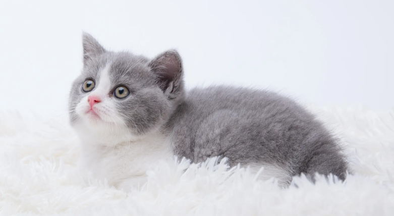 猫咪感冒了怎么办呢 猫咪感冒了怎么办呢