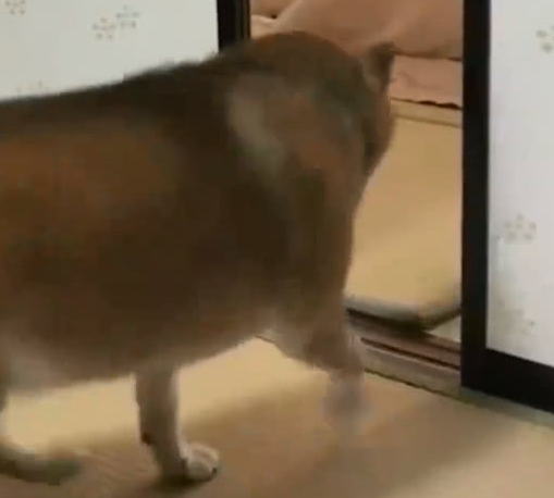换新碗柴犬气坏掉,把饭盆一口摔在地面上:那么小的碗,欺骗狗呢 换新碗柴犬气坏掉,把饭盆一口摔在地面上:那么小的碗,欺骗狗呢