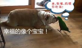 狗子食量非常少,一个月却长胖了十几斤,主人家了解缘故后啼笑皆非 狗子食量非常少,一个月却长胖了十几斤,主人家了解缘故后啼笑皆非
