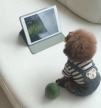 女主回家找不到狗，当拉开房间门一瞧，一瞬间被呆萌