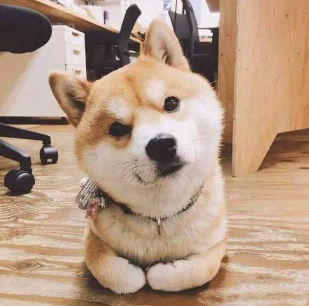 男人养了一只柴犬，下班了回家见到狗狗在厕所，男人笑喷