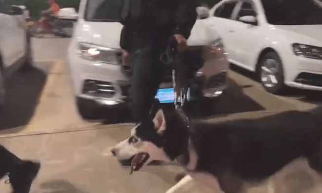 哈士奇军犬巡查一脸不情愿,训导员:它平常只搞宣传策划,不捉人! 哈士奇军犬巡查一脸不情愿,训导员:它平常只搞宣传策划,不捉人!