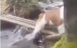 狗狗担心过竹桥,闭上眼回来太搞笑,主人高兴得合不笼嘴! 狗狗担心过竹桥,闭上眼回来太搞笑,主人高兴得合不笼嘴!