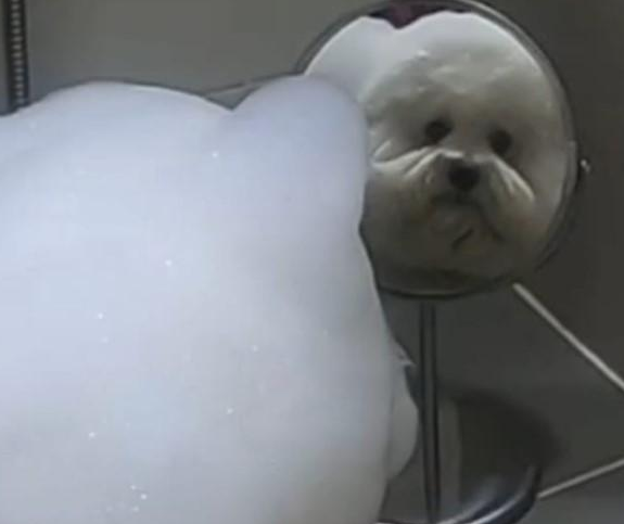 淋浴室出現雪人水冲都不溶化?见到浴室镜子里的实情我笑了,狗狗萌炸掉 淋浴室出現雪人水冲都不溶化?见到浴室镜子里的实情我笑了,狗狗萌炸掉