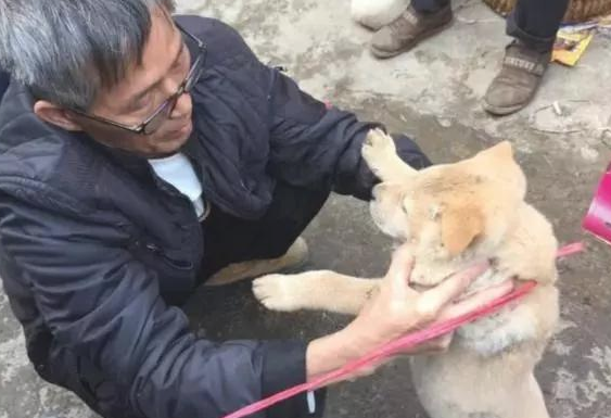 狗狗被卖去狗场，一个姿势吓跑大伙！网民：解恨