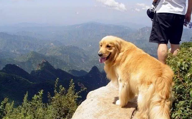 国庆带爱犬自驾游,6件物品别忘带,让你安稳享受美好假期! 国庆带爱犬自驾游,6件物品别忘带,让你安稳享受美好假期!