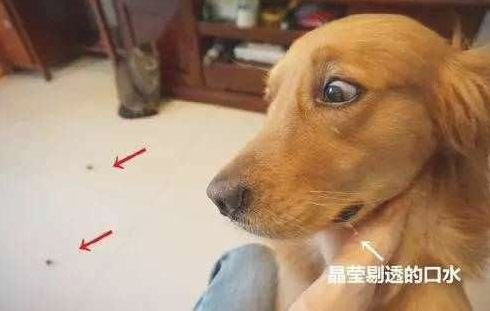 网民要想观察金毛，結果产生的事儿却让金毛今生难以忘怀