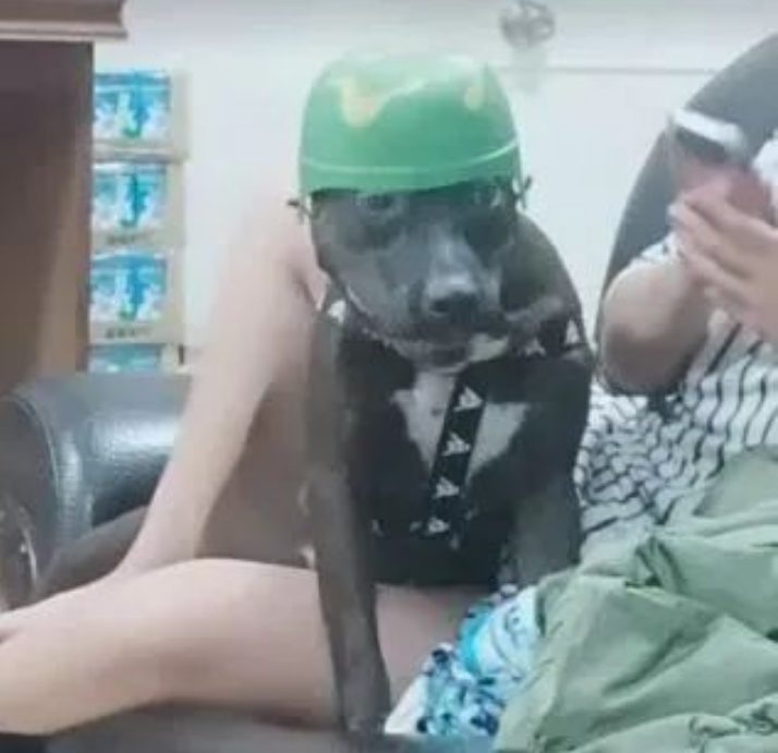 狗子偷跑20秒被发现,担心挨骂赶紧四脚朝天“装死”哈哈! 狗子偷跑20秒被发现,担心挨骂赶紧四脚朝天“装死”哈哈!