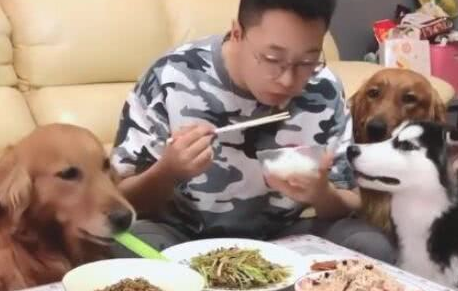 金毛狗狗有个性,一餐桌菜肉,狗狗唯有吃大葱,金毛:再给蘸点酱 金毛狗狗有个性,一餐桌菜肉,狗狗唯有吃大葱,金毛:再给蘸点酱