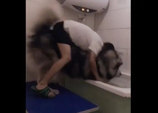 主人给大狗狗洗澡，一个脚滑让狗扑倒，糗大了！
