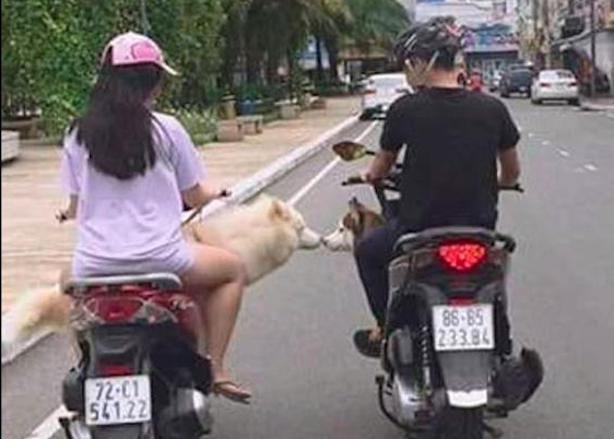 道路上二辆并行处理摩托车上的狗狗相互之间亲吻另一方，网友：太幸福了吧！