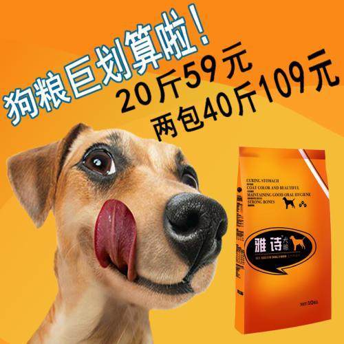 泰迪狗不吃狗粮怎么办？宝路狗粮让狗狗活力十足