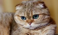 猫咳嗽那种喘是什么原因