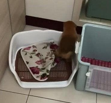 主人家拿狗狗床垫子去洗,去接个电話的时间,回来见到这幕心都化了 主人家拿狗狗床垫子去洗,去接个电話的时间,回来见到这幕心都化了